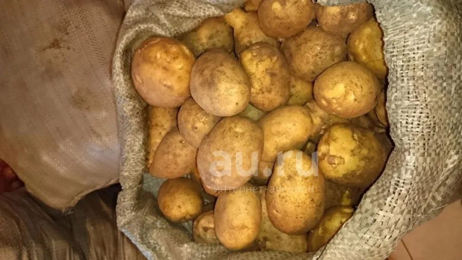 Цена На Картофель В Нижегородской Области