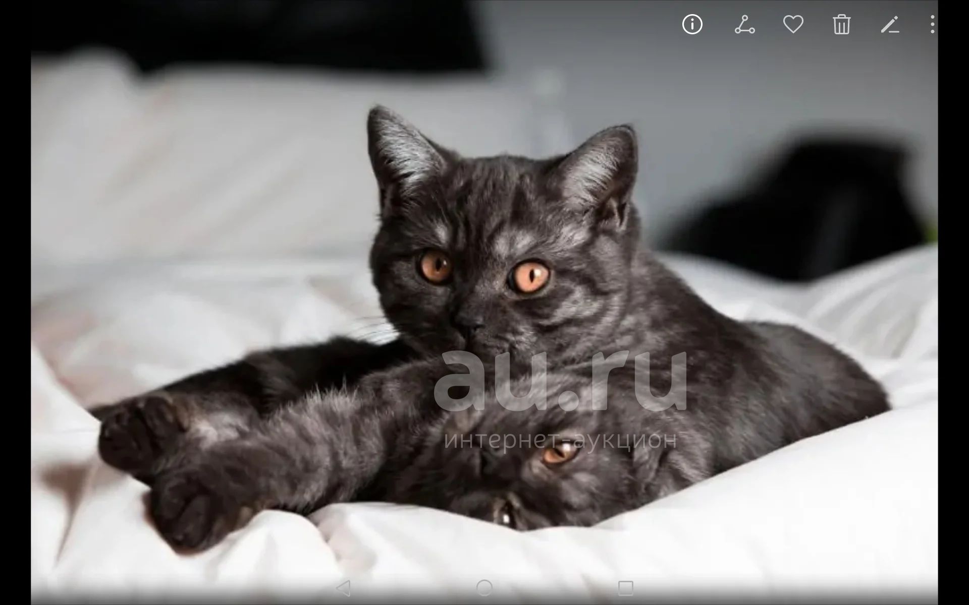 Черный шотландский кот прямоухий