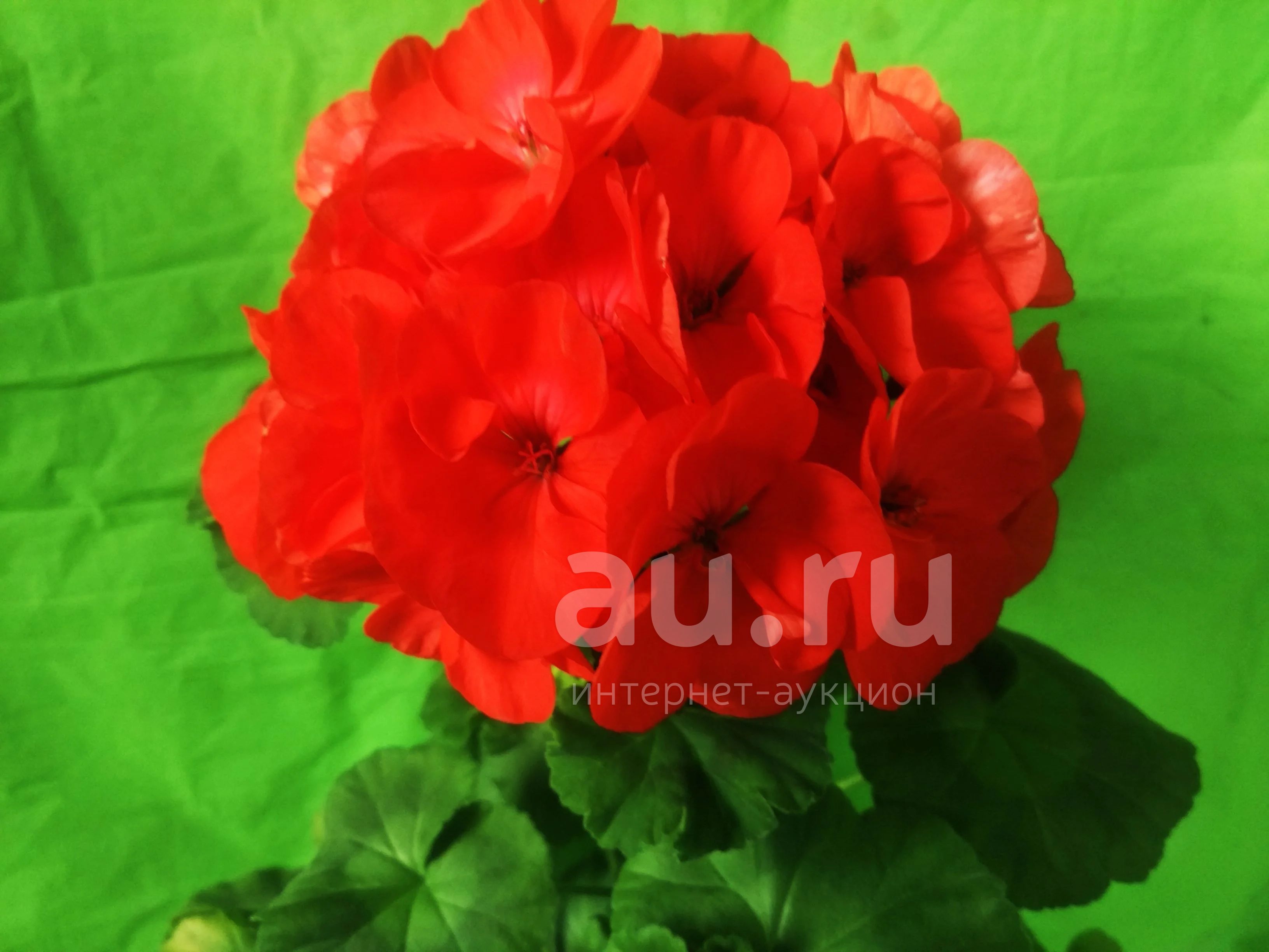 Пеларгония Айнсдейл Дюк