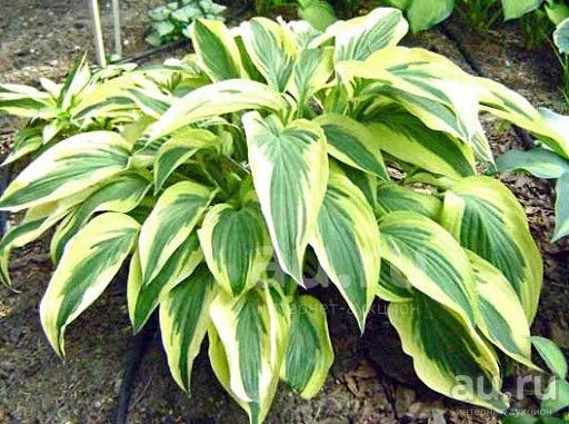 хоста Лейксайд Драгонфлай (hosta Lakeside Dragonfly) — купить в ...
