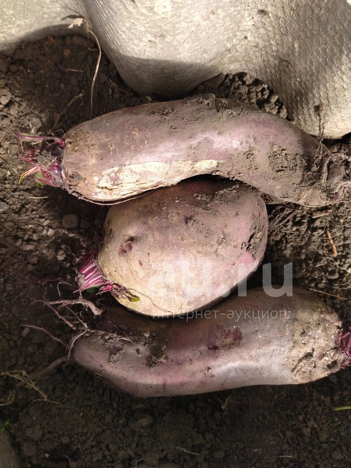 Морковь, свёкла крупная, свежая — купить в Красноярске. Овощи, фрукты ...