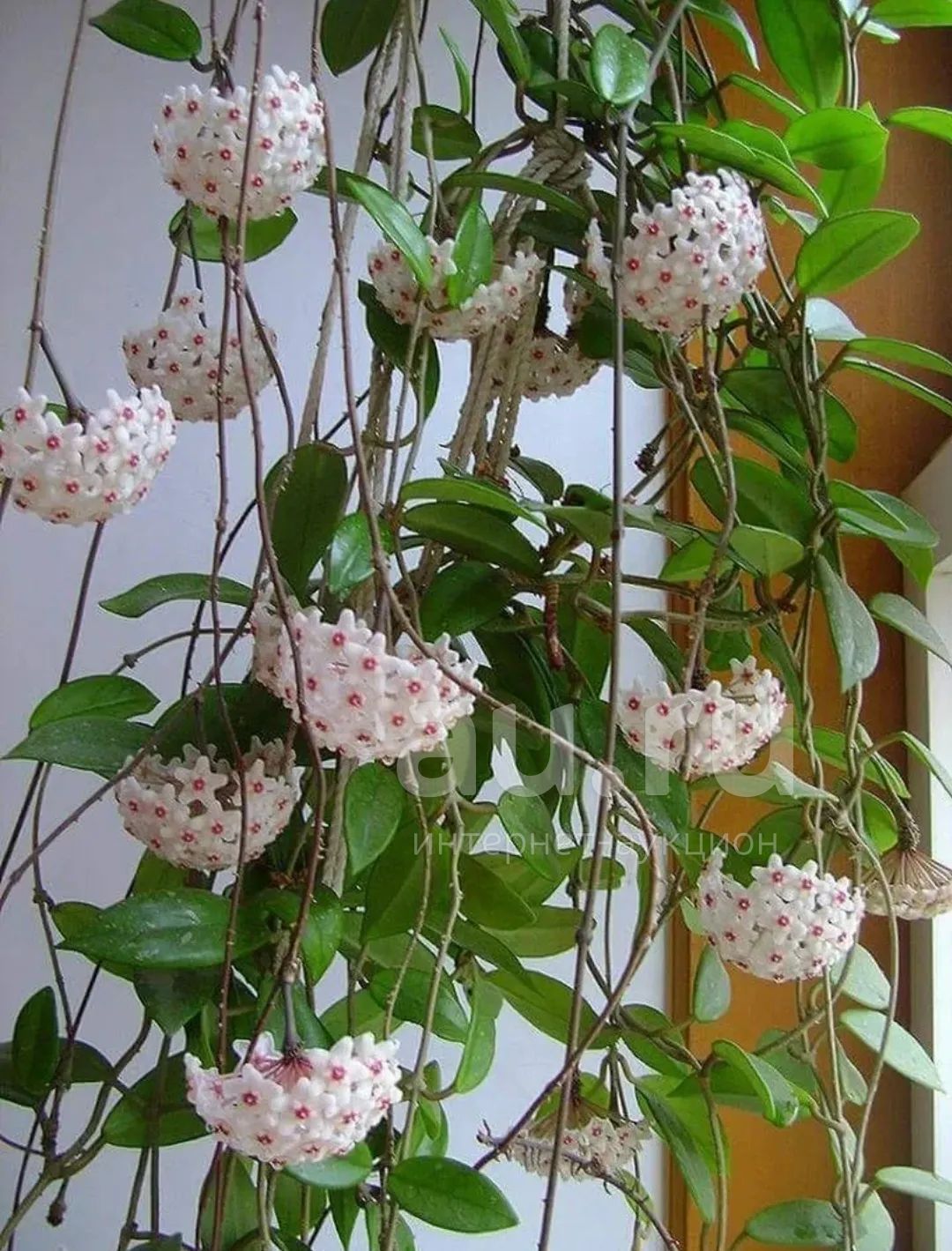 РҐРѕРё С†РІРµС‚С‹