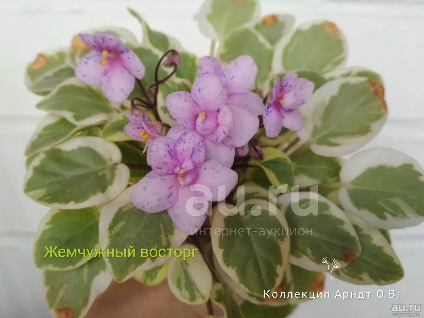 Белый жемчуг фиалка трейлер
