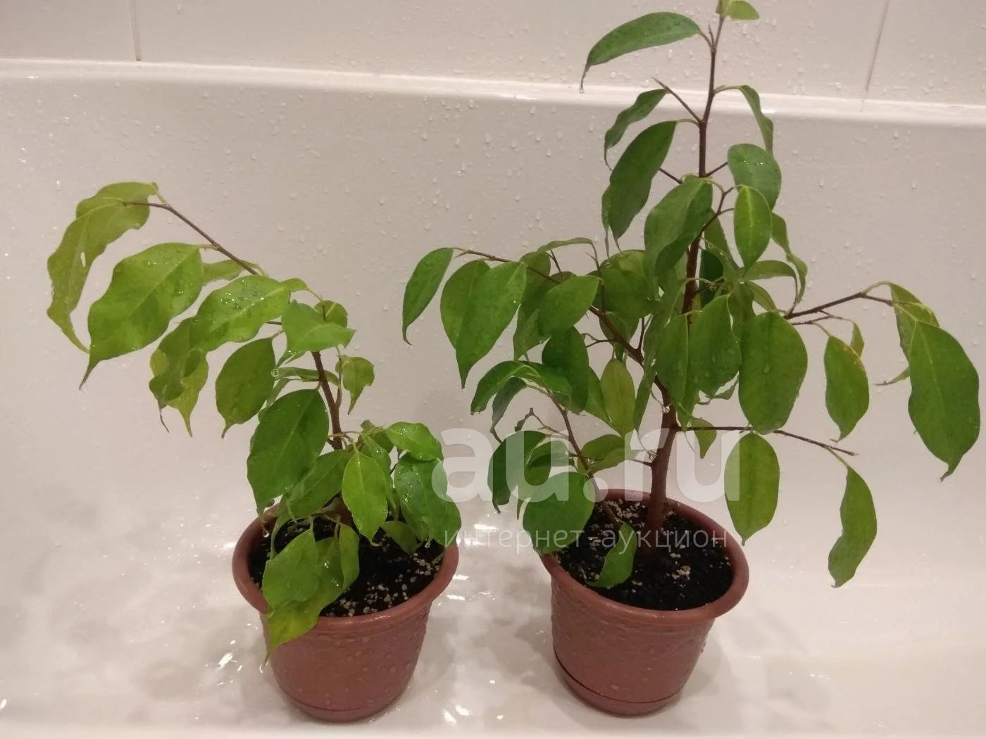 Фикус Бенджамина Голден Моник(Ficus benjamina 'Golden Monique)+ 1 ...