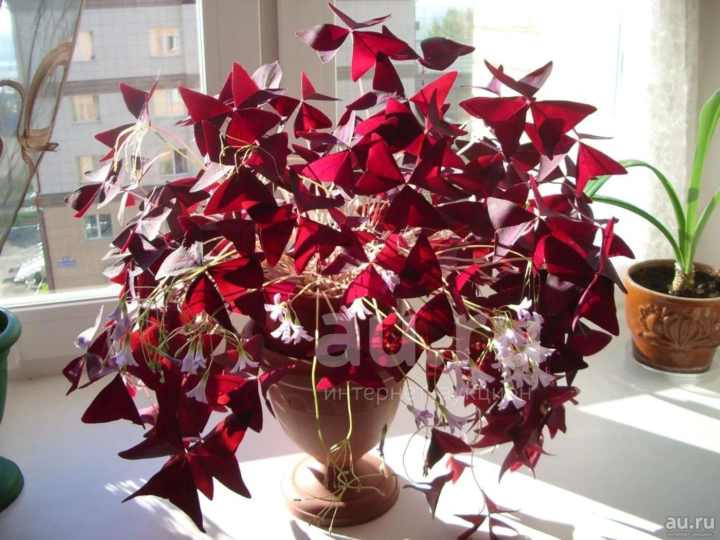 Кислица треугольная (Oxalis triangularis)* — купить в Красноярске.  Горшечные растения и комнатные цветы на интернет-аукционе Au.ru