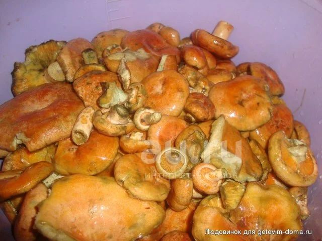 Можно ли мыть рыжики. Рыжики соленые. рыжики грибы соленые. рыжика масло. рыжики маринованные калорийность.