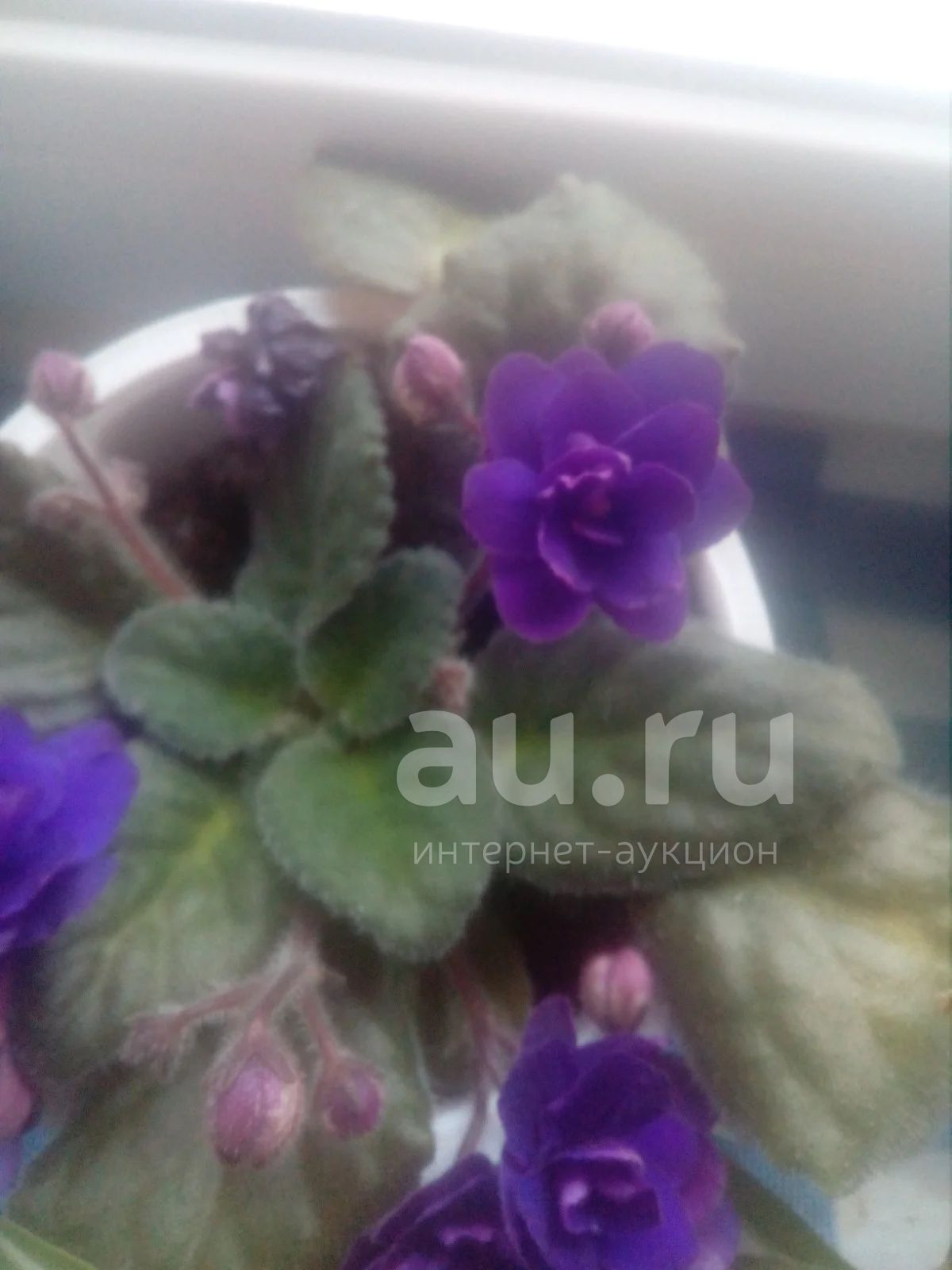 Фиалка Поль Баньян. Ретро-сорт — купить в Красноярске. Горшечные ...