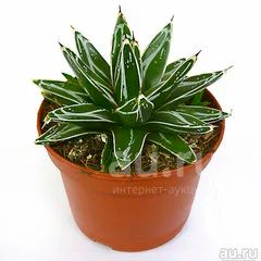 Агава Королевы Виктории (Agave Victoria-Reginae) — купить в Красноярске ...