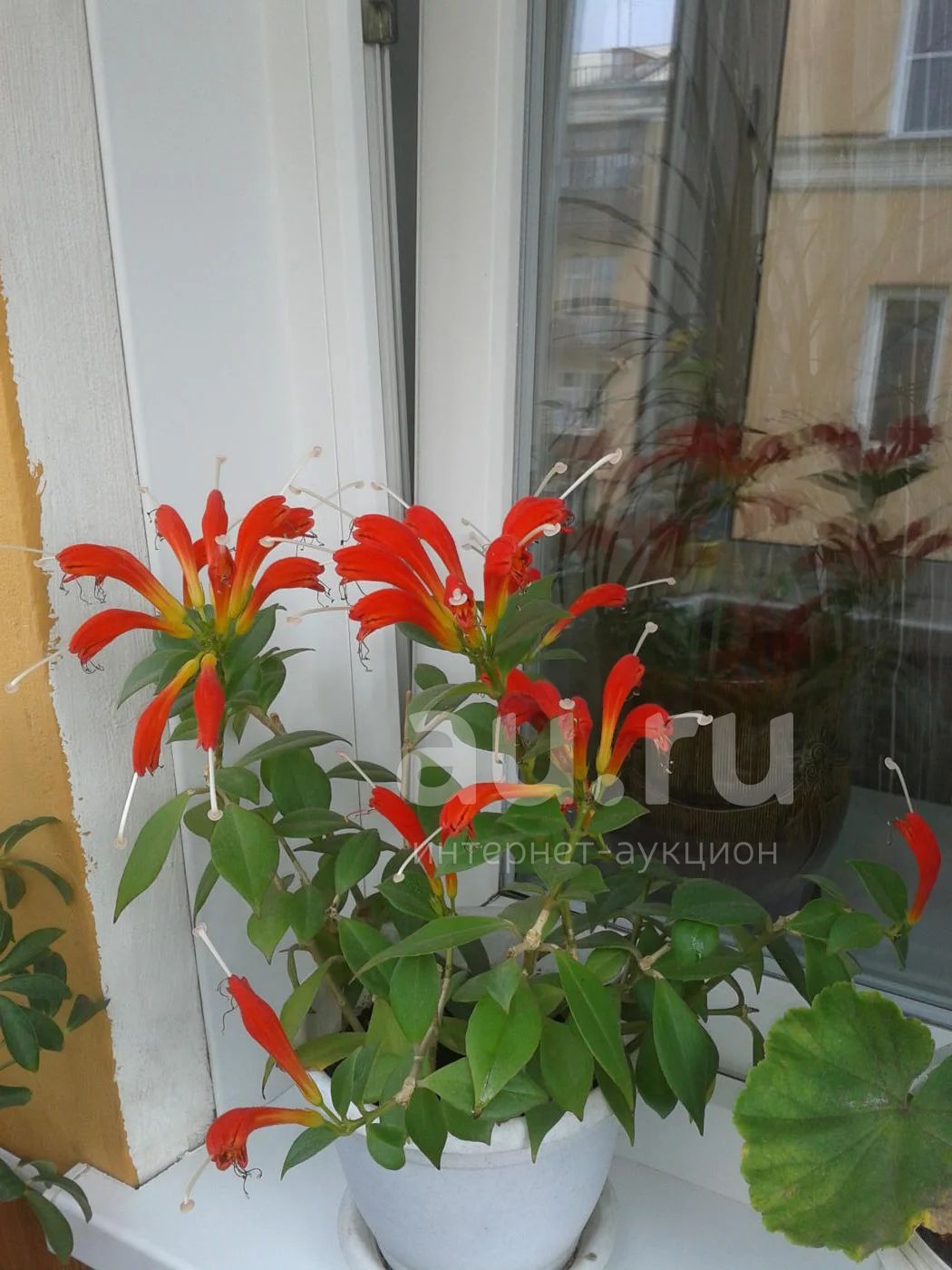 Комнатные цветы жар птица фото