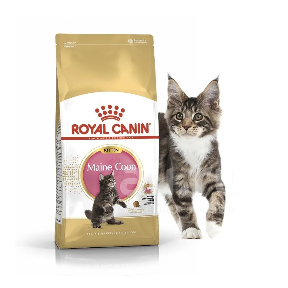 Royal Canin Kitten Maine coon (Роял канин Киттен Мейн Кун) для котят до ...
