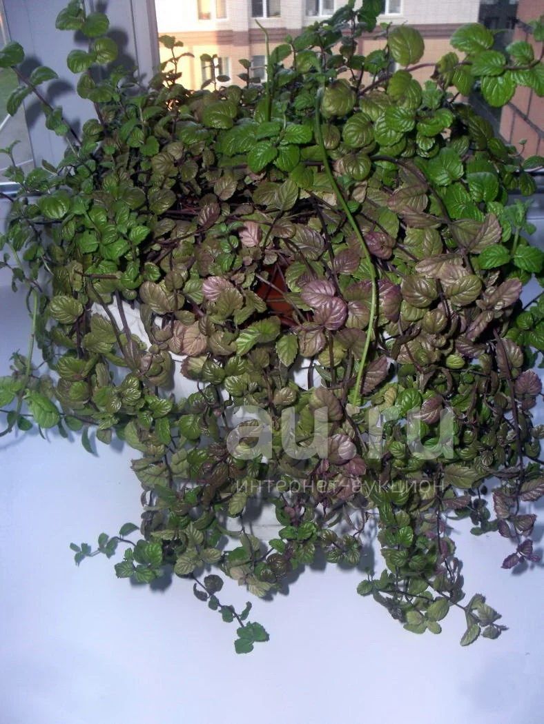 Цветок - домашняя мята декоративная - плектрантус - plectranthus ...