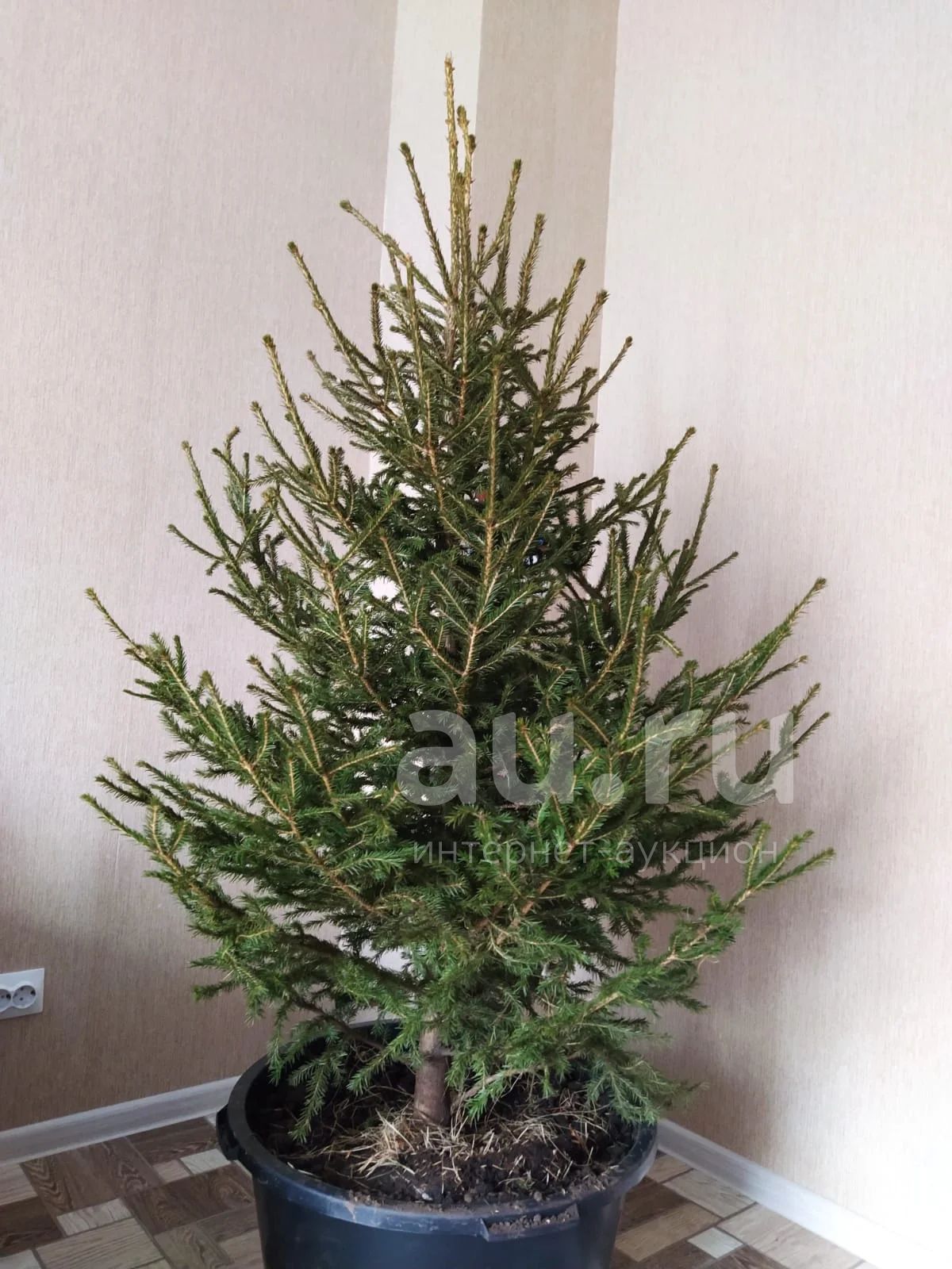 Ель живая в горшке Новогодняя — купить в Красноярске. Состояние: Новое ...