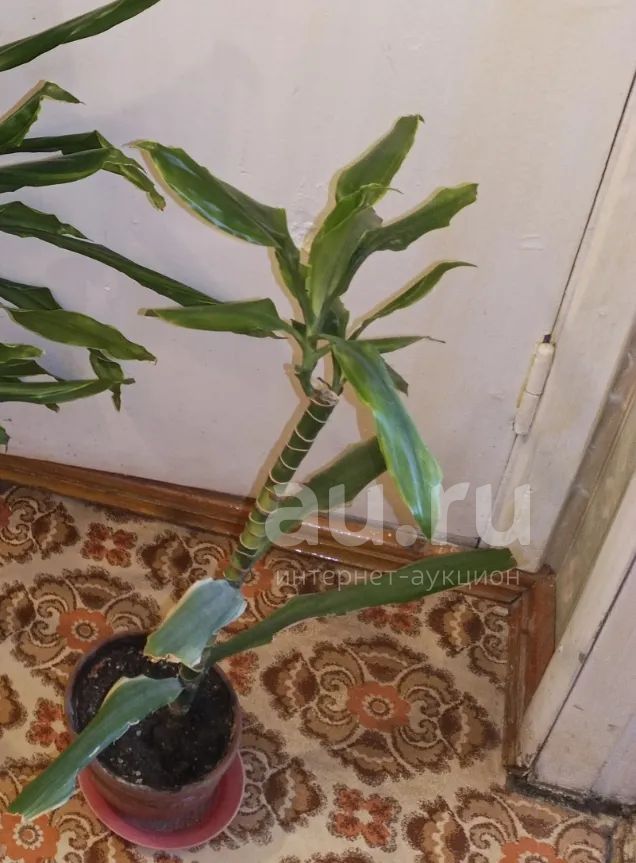 Драцена растение домашнее большой отросток — купить в Красноярске ...