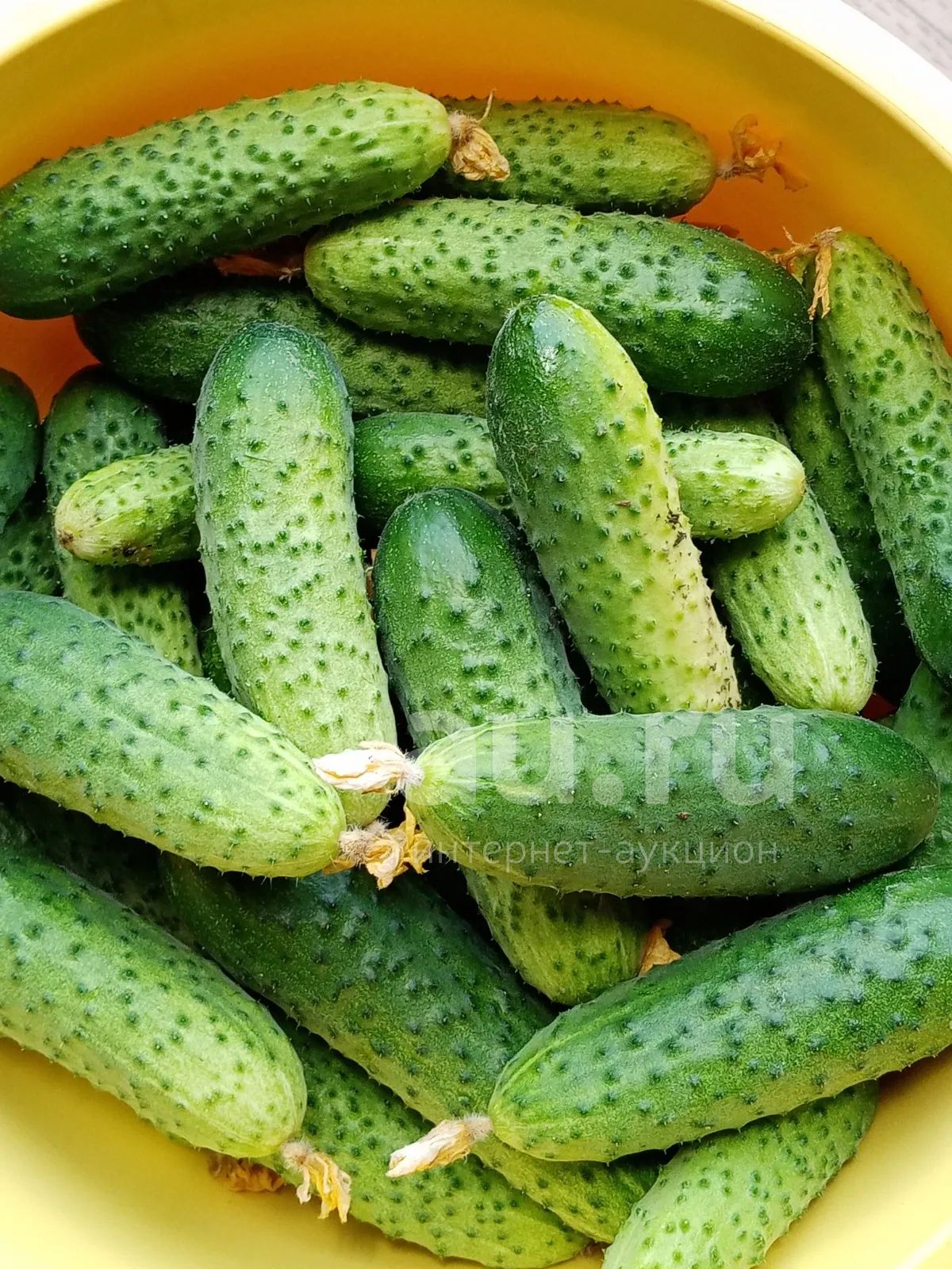 Огурчики свежие, домашние. — купить в Красноярске. Овощи, фрукты ...