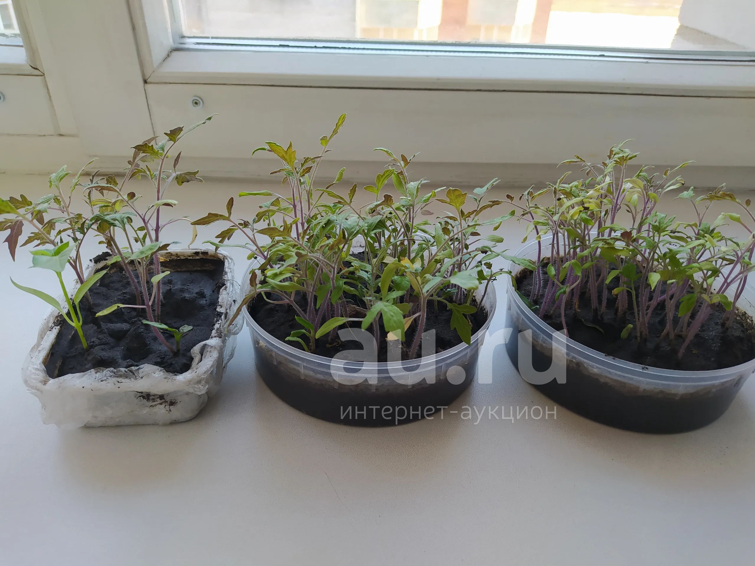 Рассада помидор цена за 1 шт для пикировки — купить в Красноярске ...