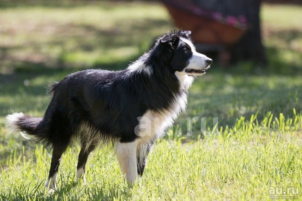 Дрессированная собака пастух Бордер-колли — купить в Красноярске. Собаки,  щенки на интернет-аукционе Au.ru