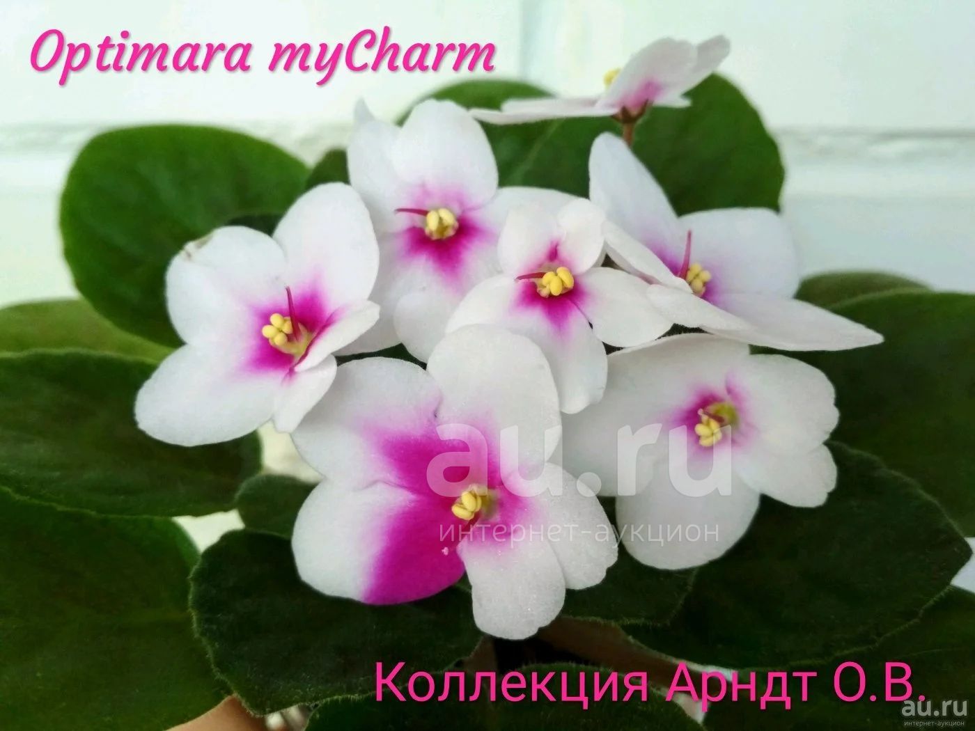 Optimara Delight фиалка