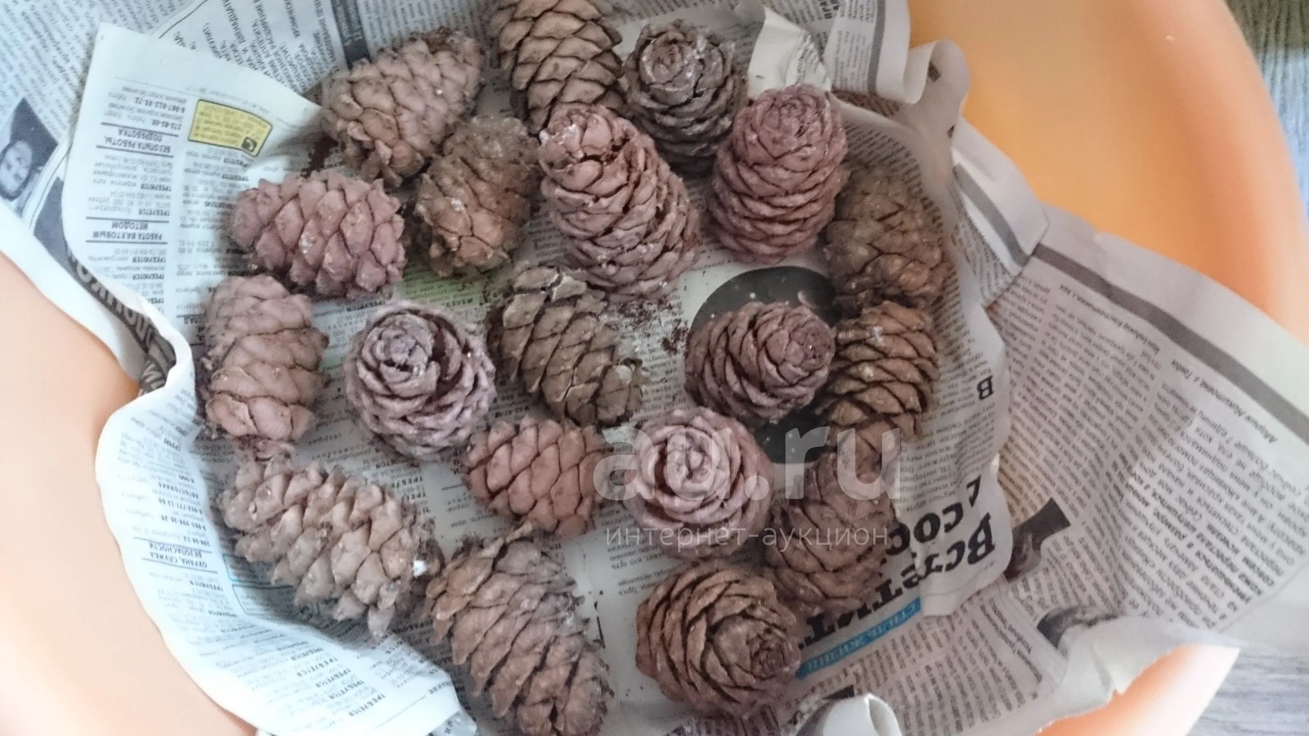 Кедровые шишки(одним лотом) — купить в Красноярске. Ягоды, орехи на ...