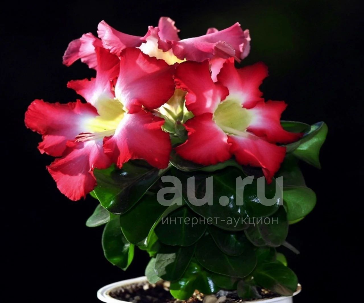 Adenium Obesum 