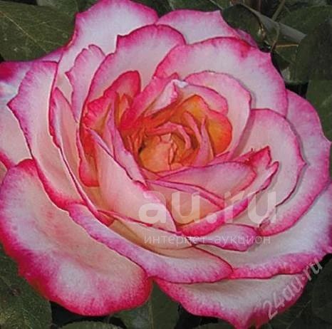роза "роял минуэто" красивейшая роза флорибунда. Отлично зимует,не нужно  выкапывать — купить в Сосновоборске. Другое (семена, рассада, садовые  растения) на интернет-аукционе Au.ru