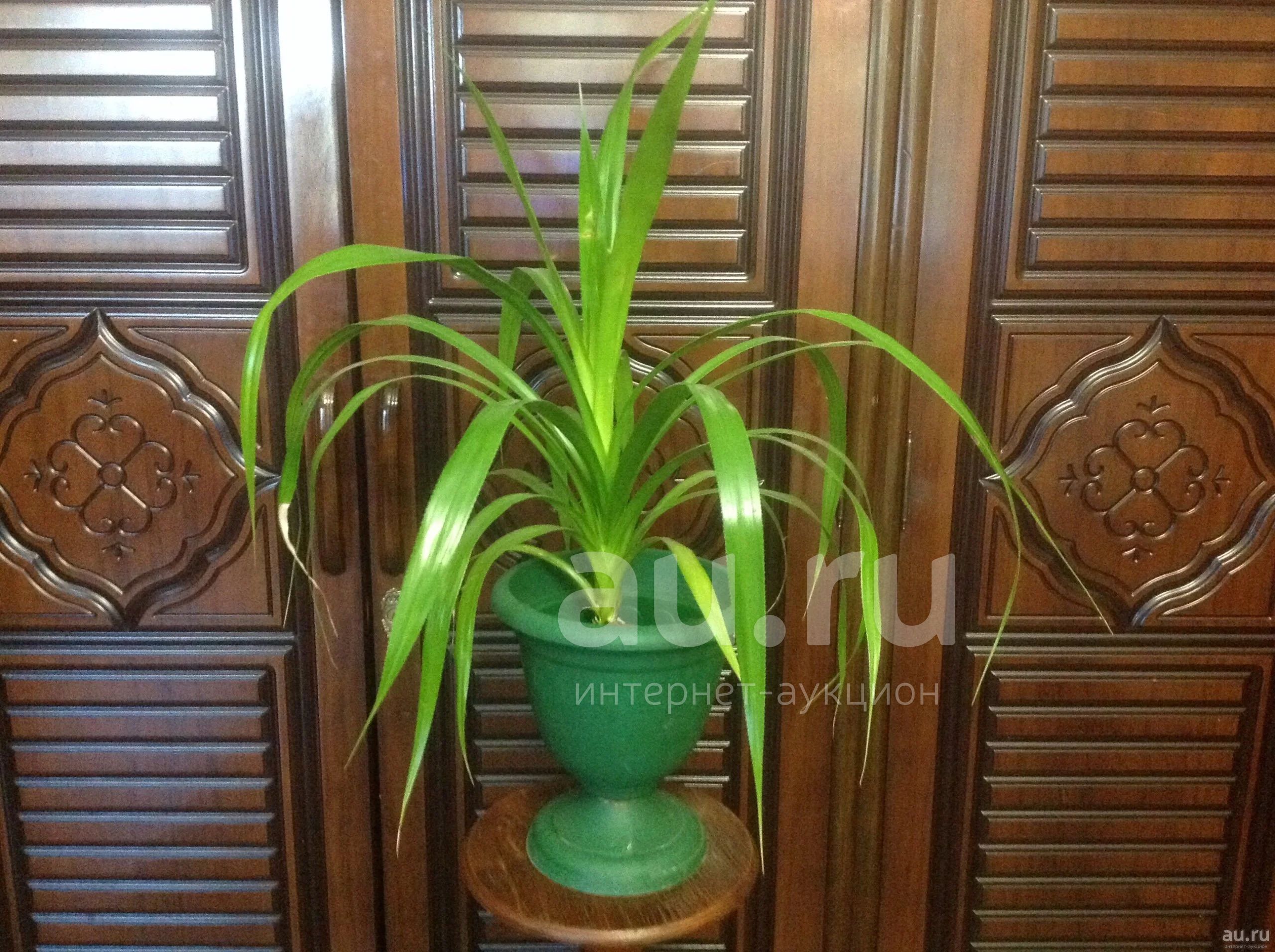 ложная пальма комнатное растение фото