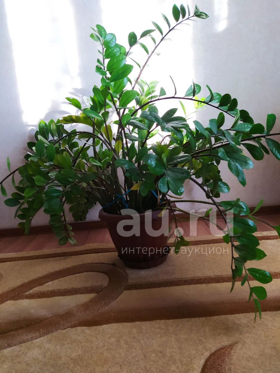 Замиокулькас, долларовое дерево — купить в Красноярске. Горшечные ...