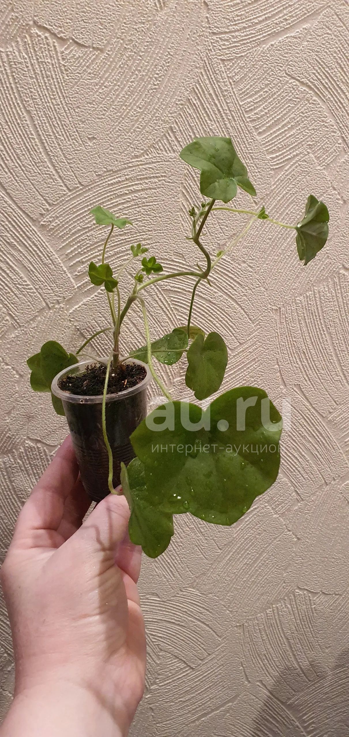 Плющелистная пеларгония Fuksia (черенок) — купить в Красноярске ...