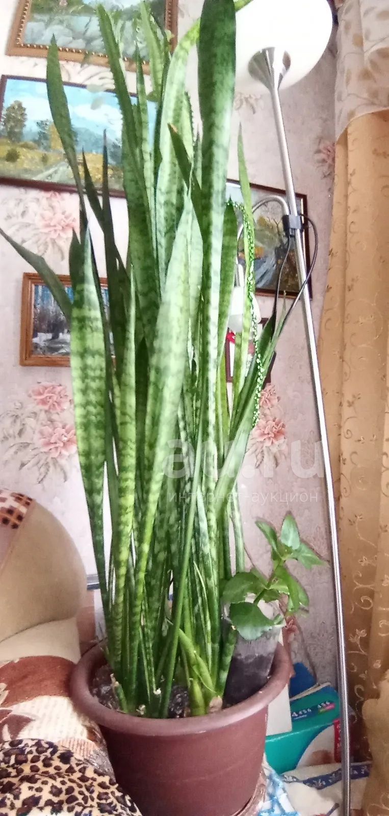 Тещин язык цветок