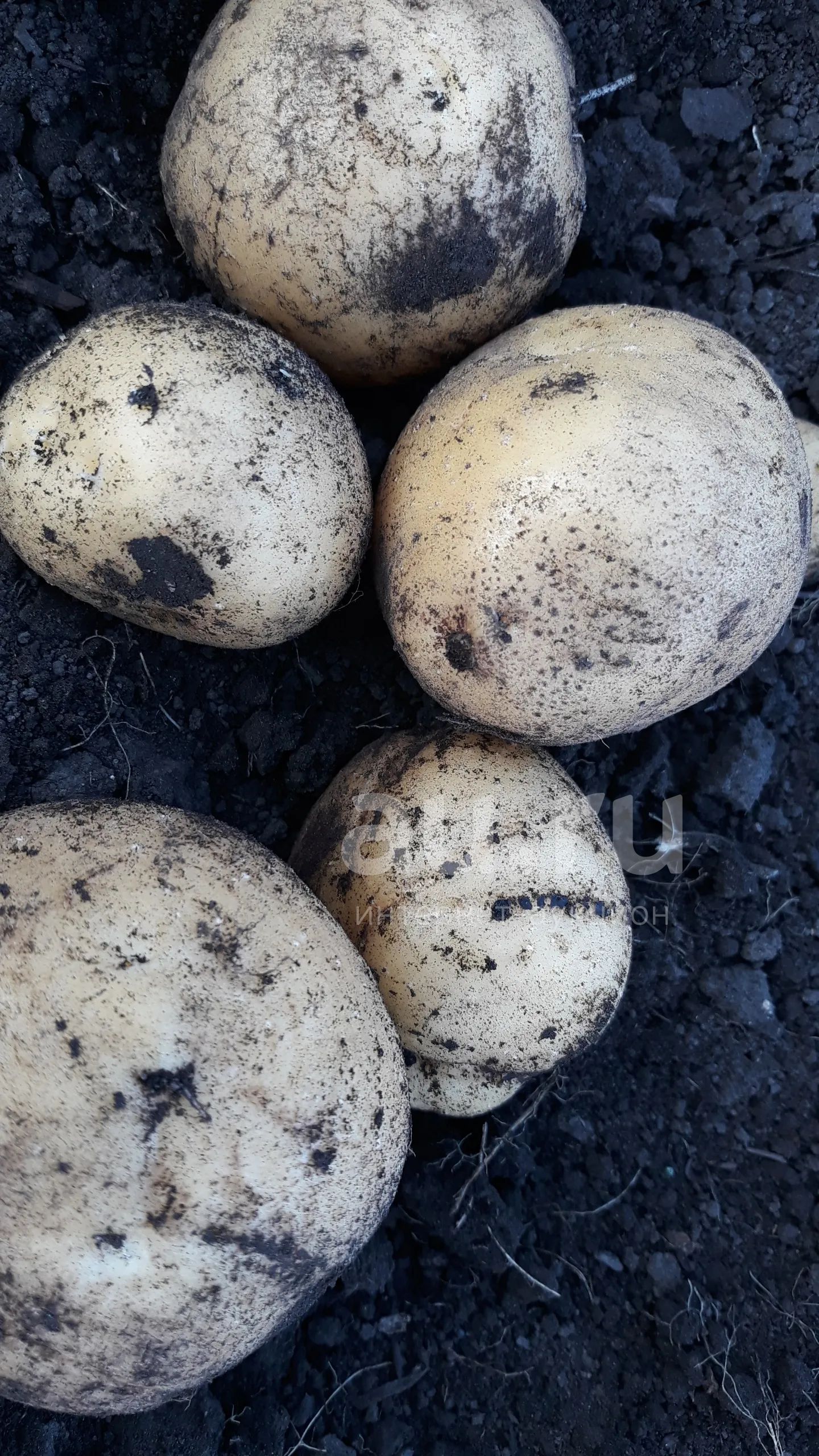 Свежий картофель Гала — купить в Красноярске. Картофель на интернет ...