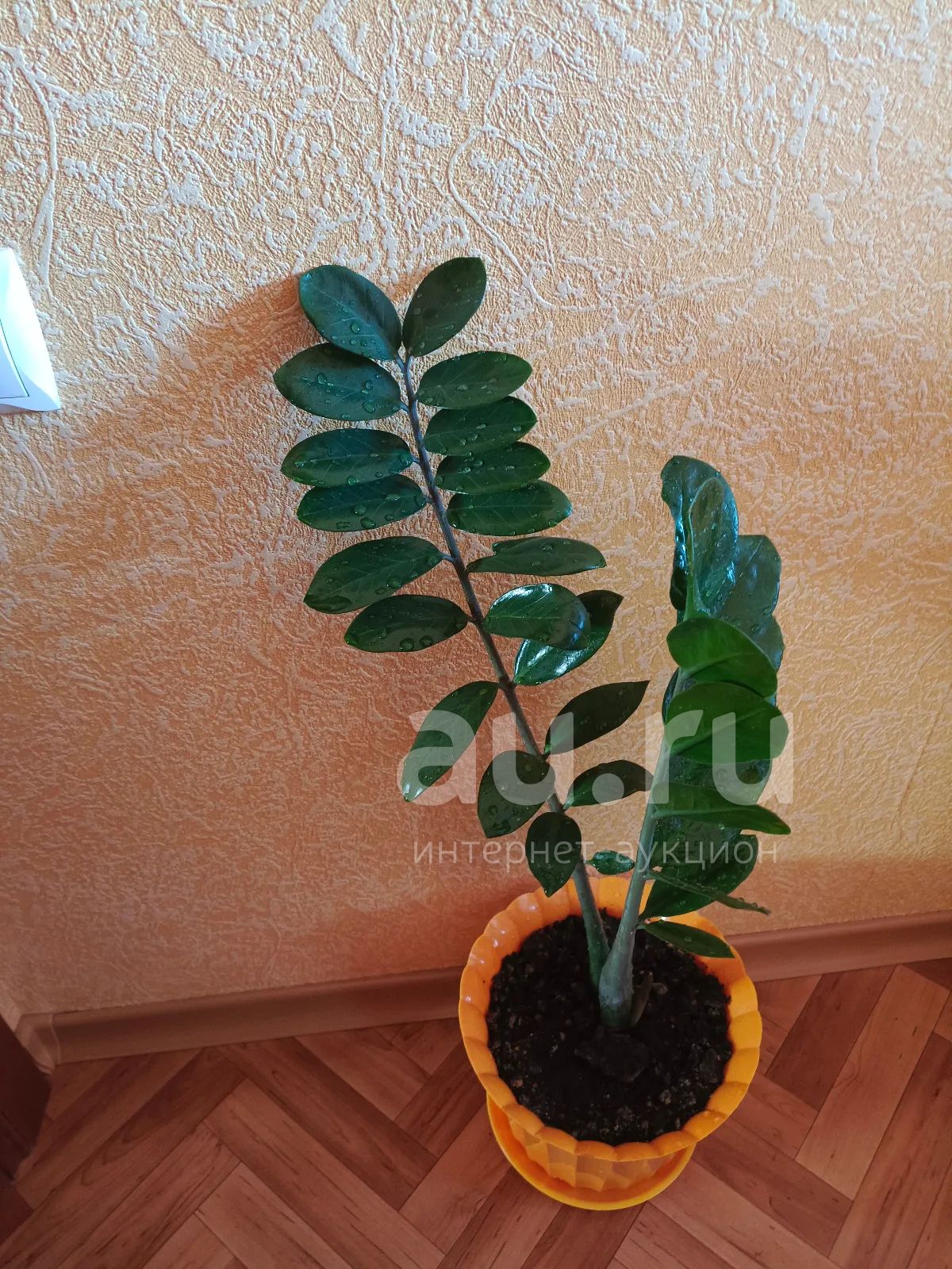 Замиокулькас (долларовое дерево) 1 — купить в Красноярске. Горшечные ...