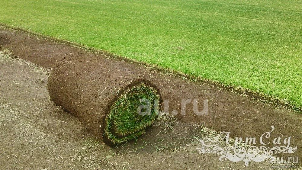 Рулонный газон в Красноярске — купить в Красноярске. Газоны на интернет ...