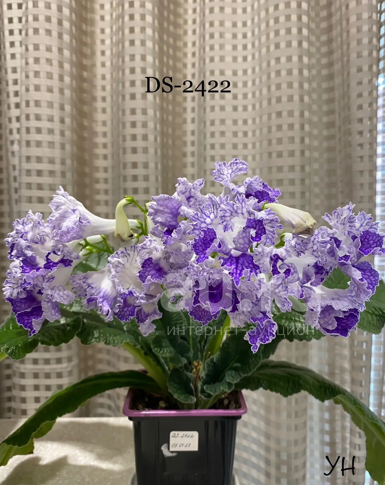 Стрептокарпус DS-2422 (детка) — купить в Красноярске. Горшечные ...