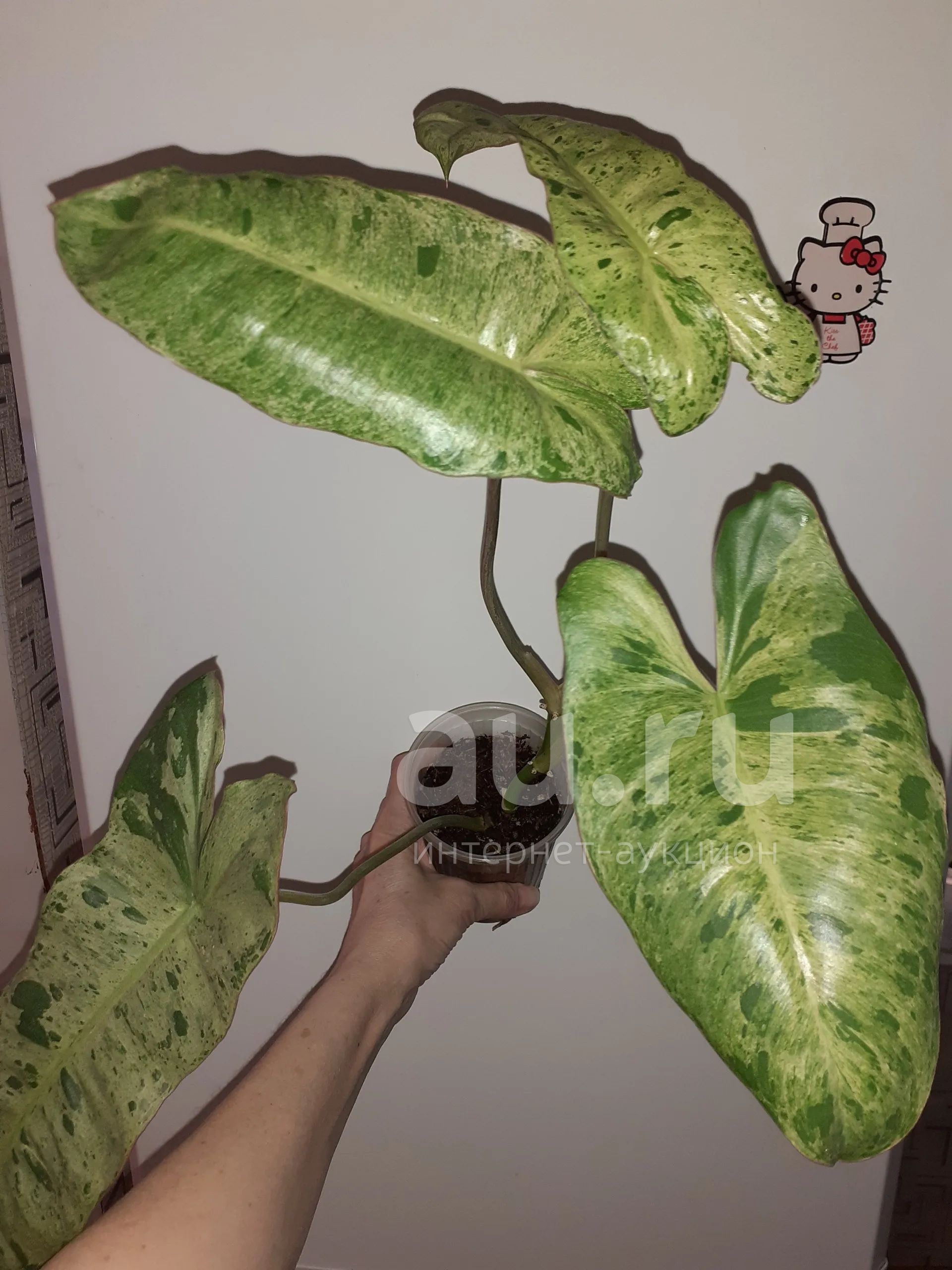 Филодендрон биллитау