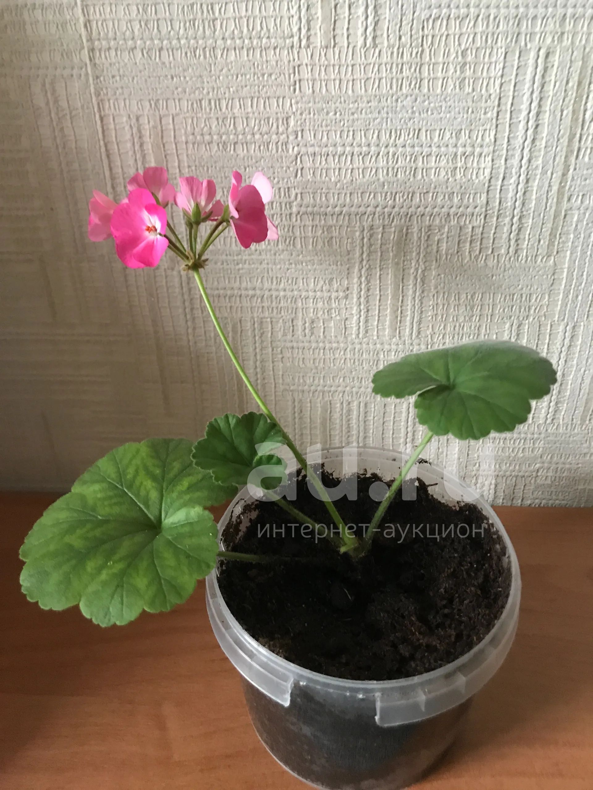 Укоренённый черенок герани — купить в Красноярске. Горшечные растения и ...