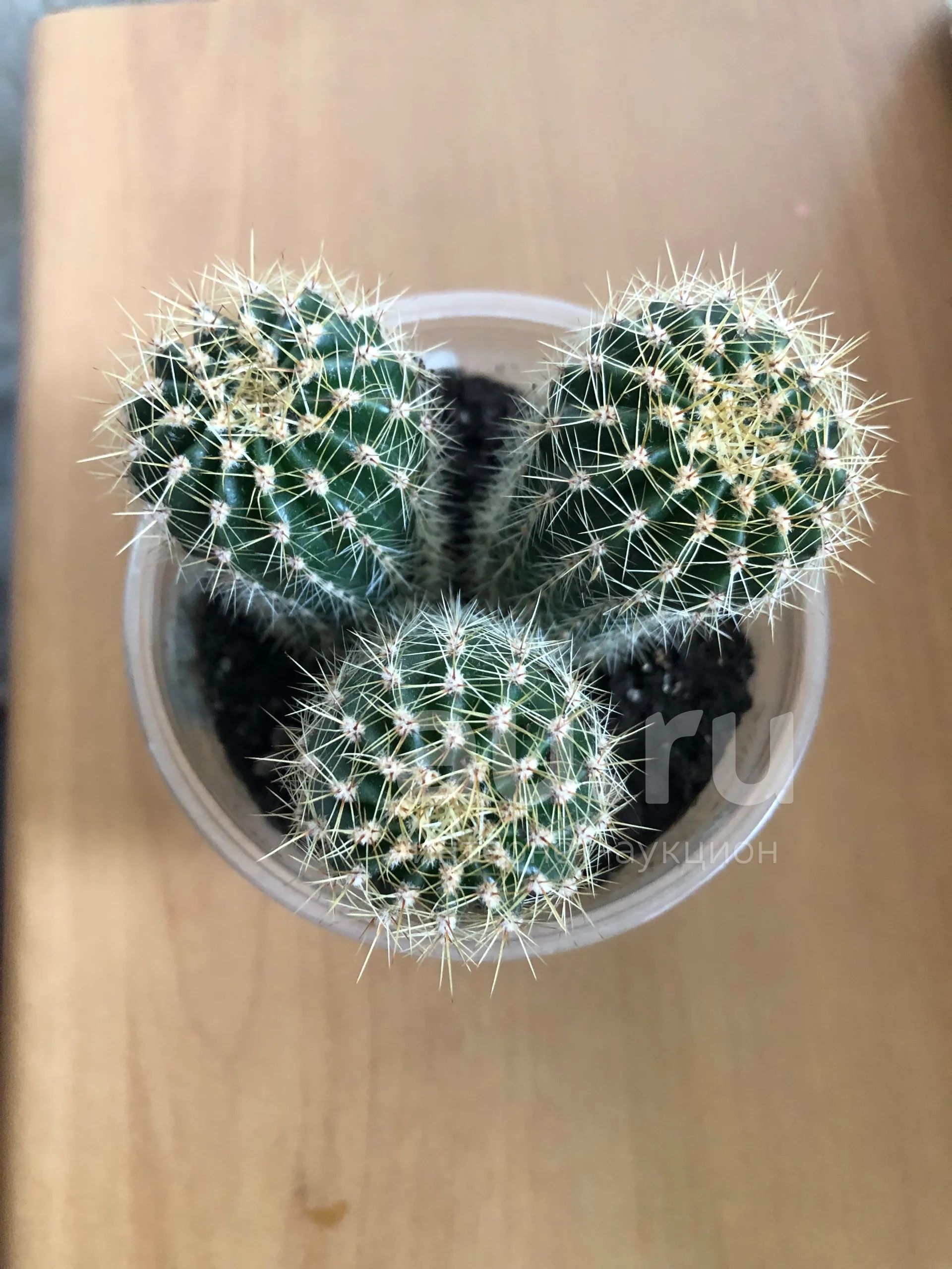 Кактусы 🌵 — купить в Красноярске. Горшечные растения и комнатные цветы ...