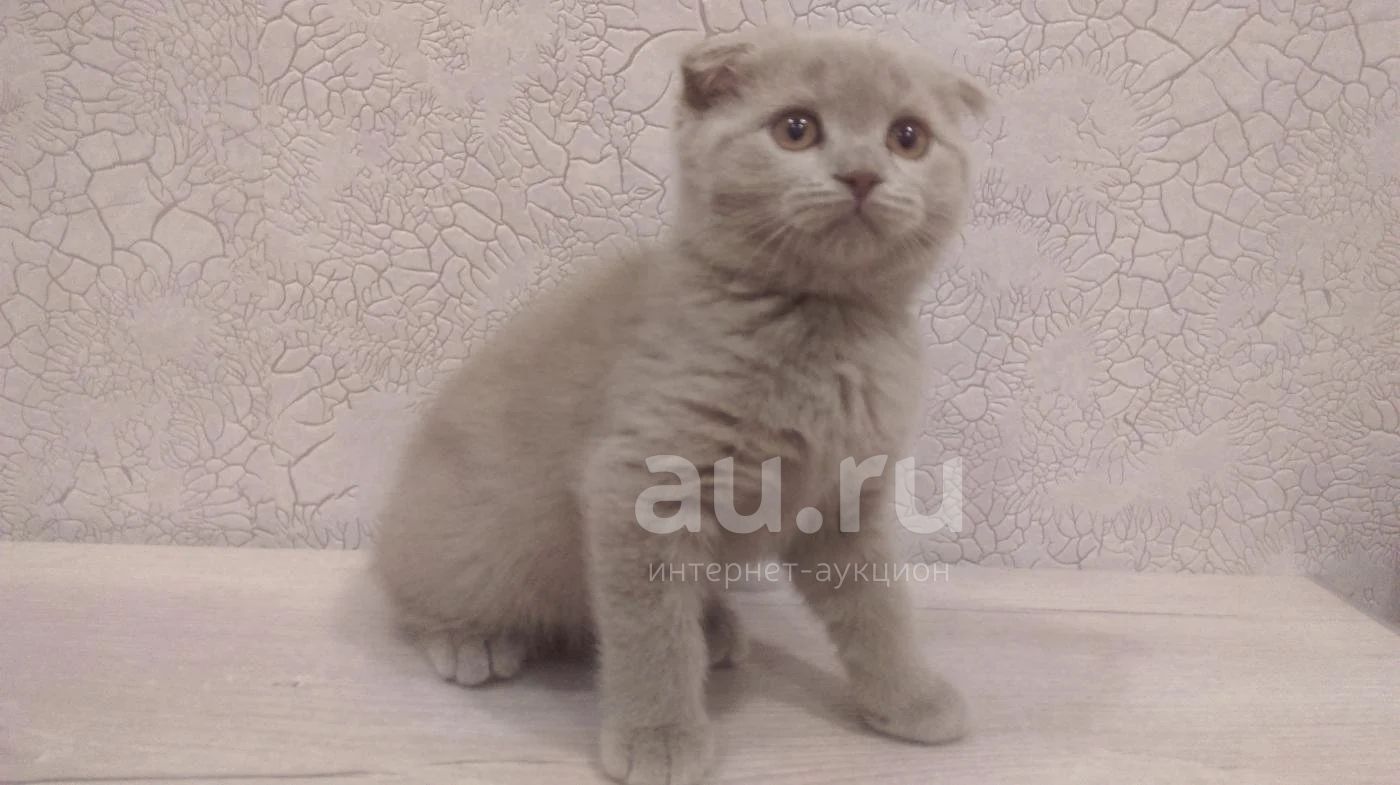 Лиловый окрас шотландских кошек