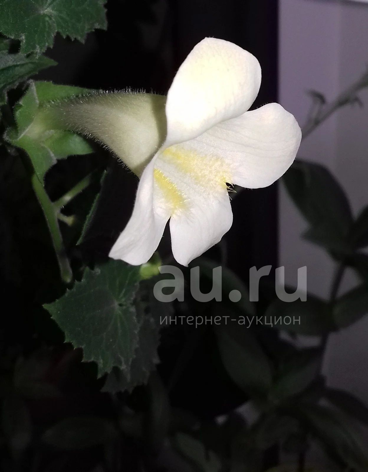 Лофос ампельная глоксиния