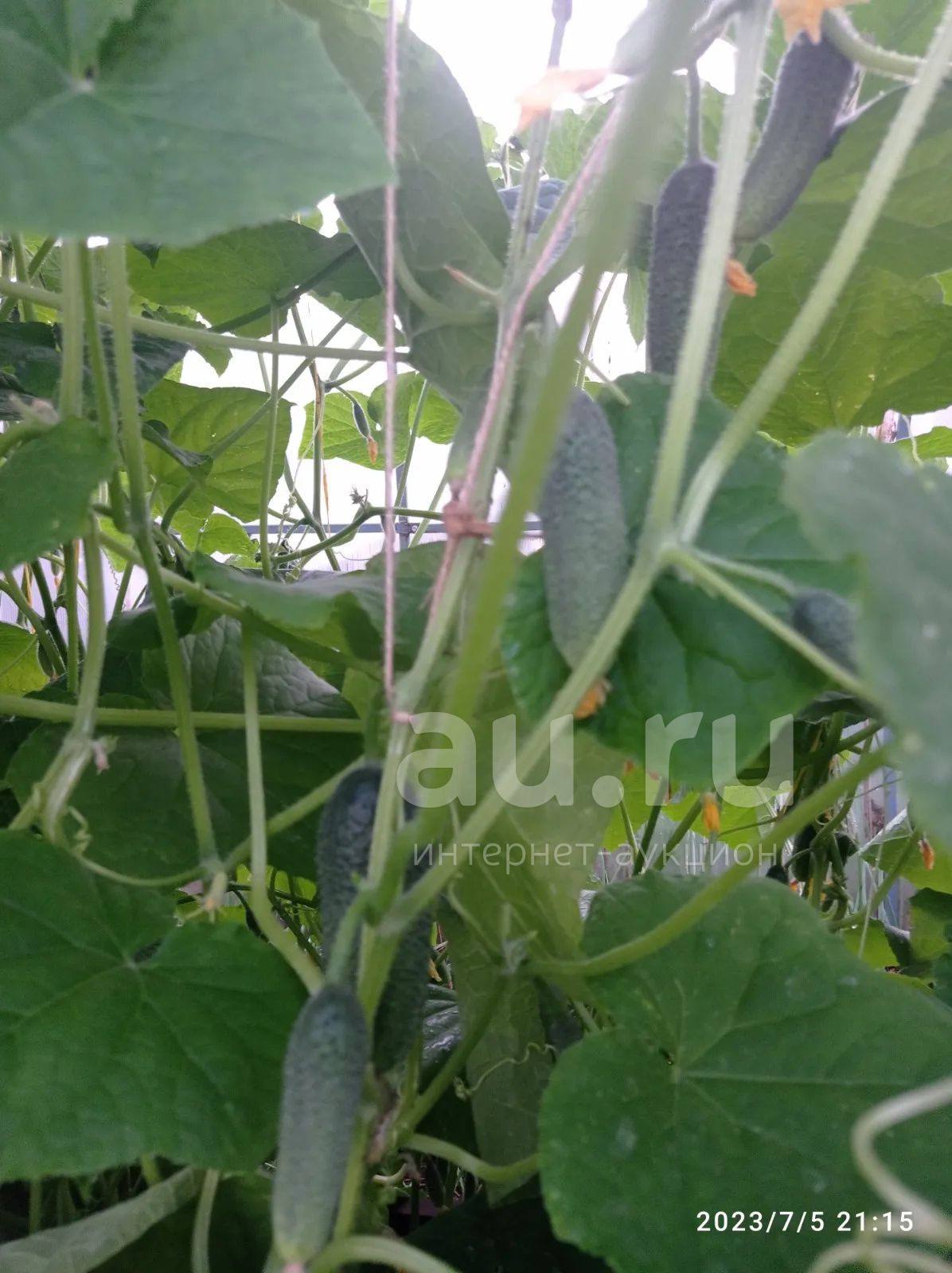 Огурчики свои родненькие 1кг — купить в Красноярске. Овощи, фрукты ...