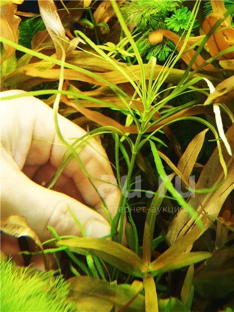 Погостемон октопус (Pogostemon octopus). — купить в Красноярске. Водные ...