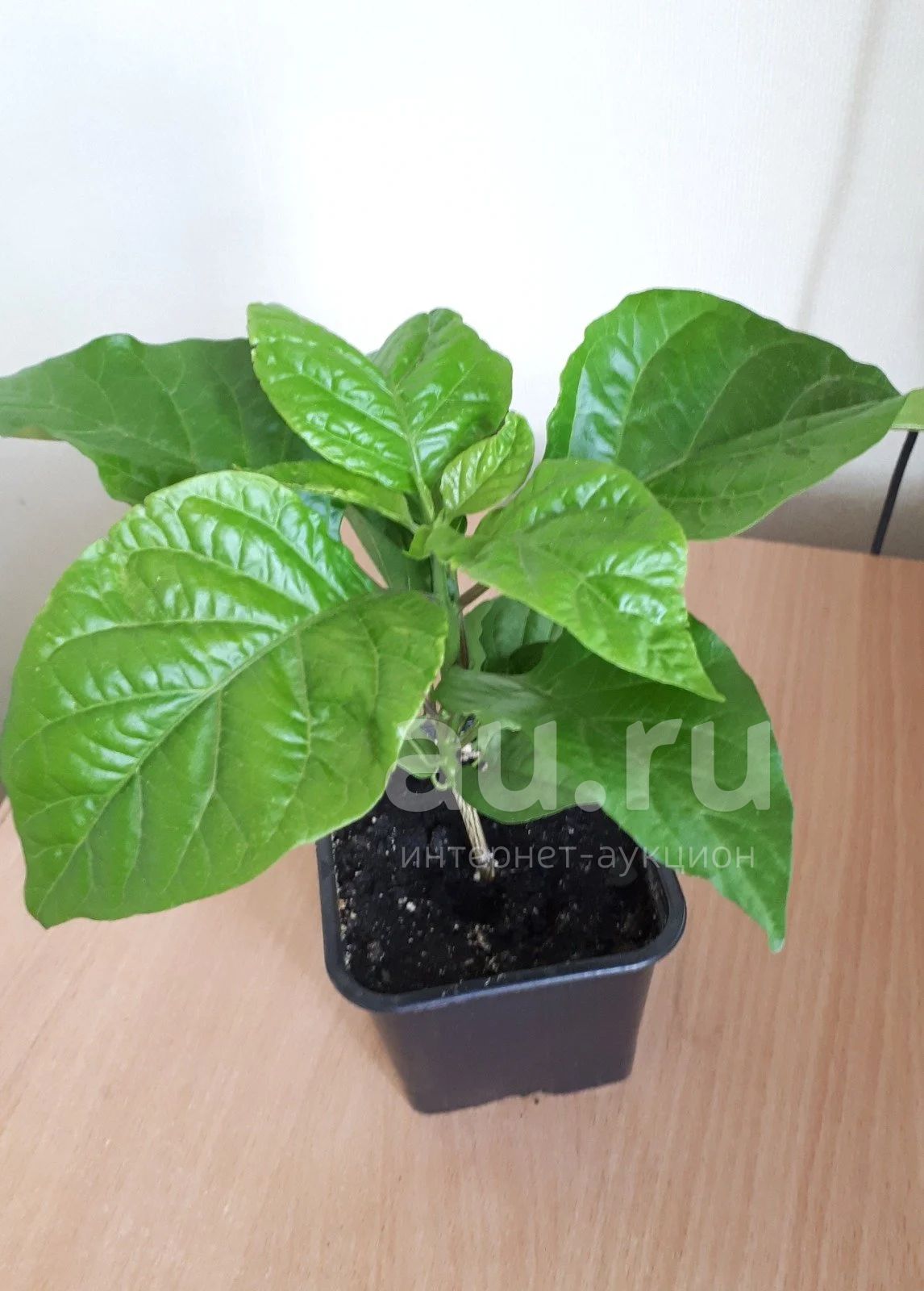 Carolina Reaper (Каролина рипер, Каролинский жнец). Самый острый перец ...