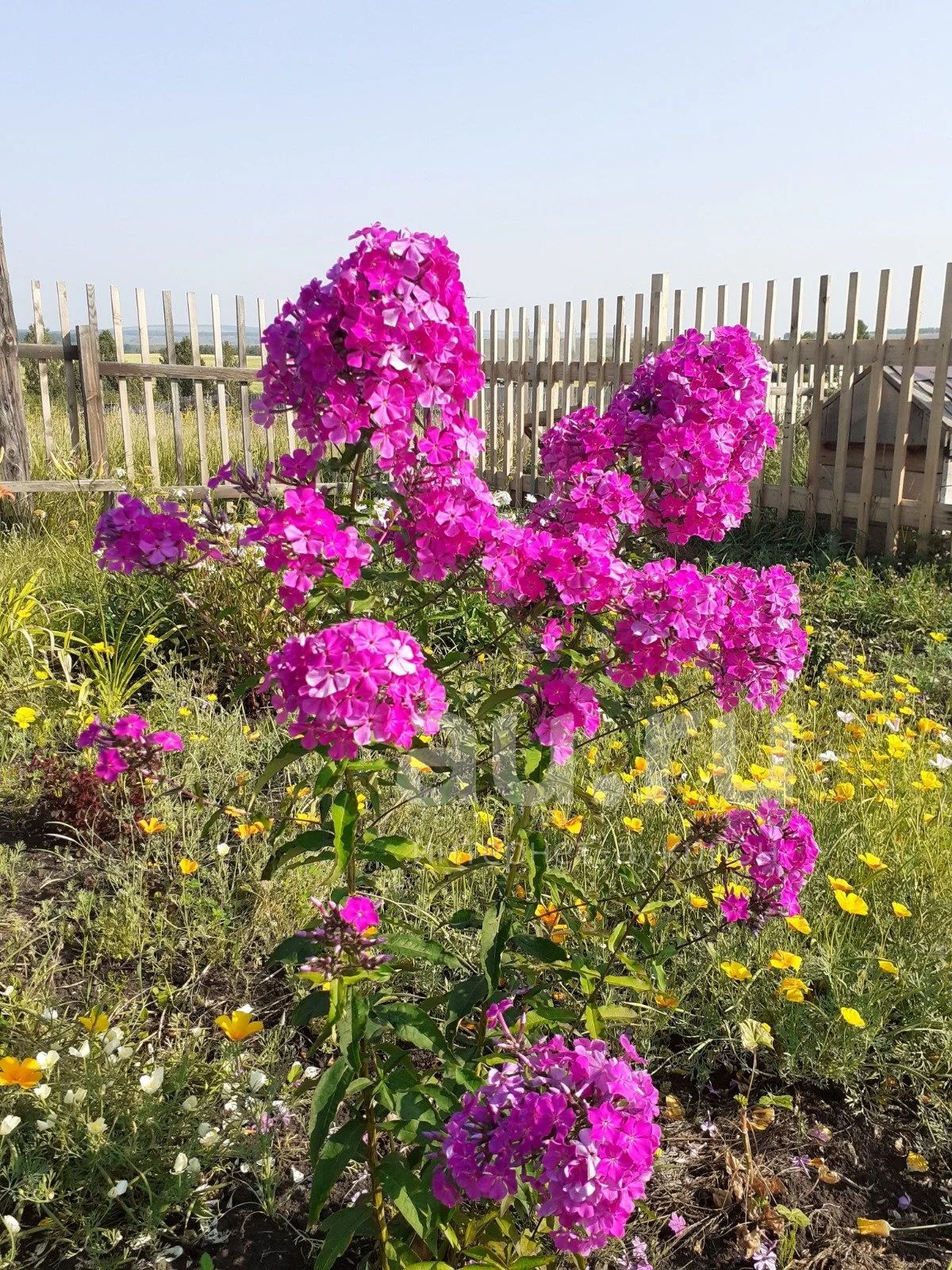 Флоксы многолетние — купить в Красноярске. Садовые цветы на интернет ...