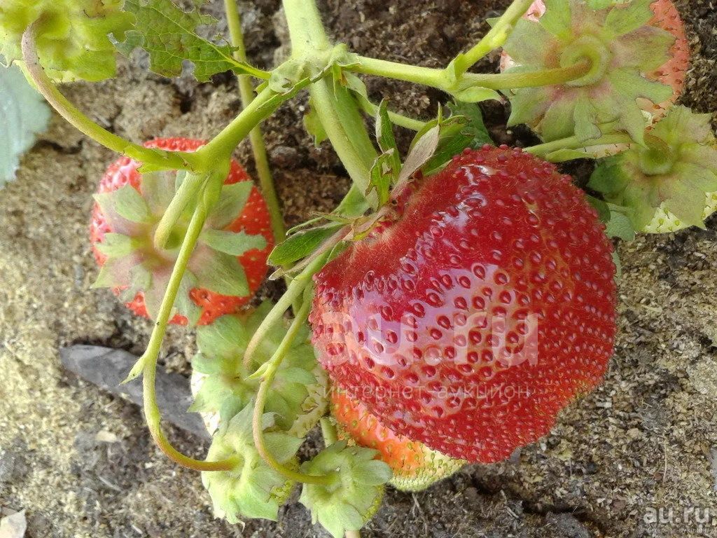 Сорт клубники корона фото. Сорт земляники Вима Занта. Клубника Вима Занта. Земляника Садовая Вима Занта. Клубника Вима КСИМА.