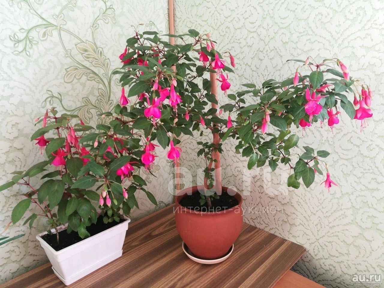 Фуксия цветы комнатные
