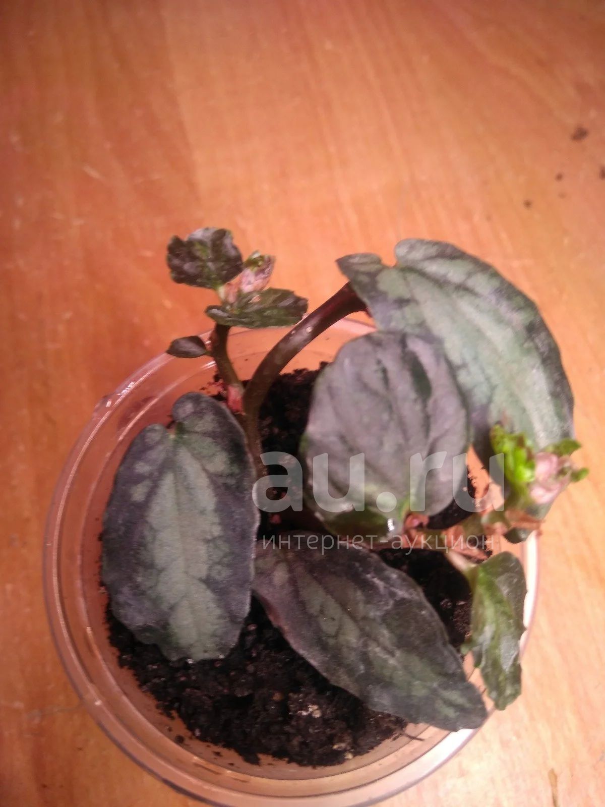 119. Пеллиония Даво (Pellionia daveauana)
