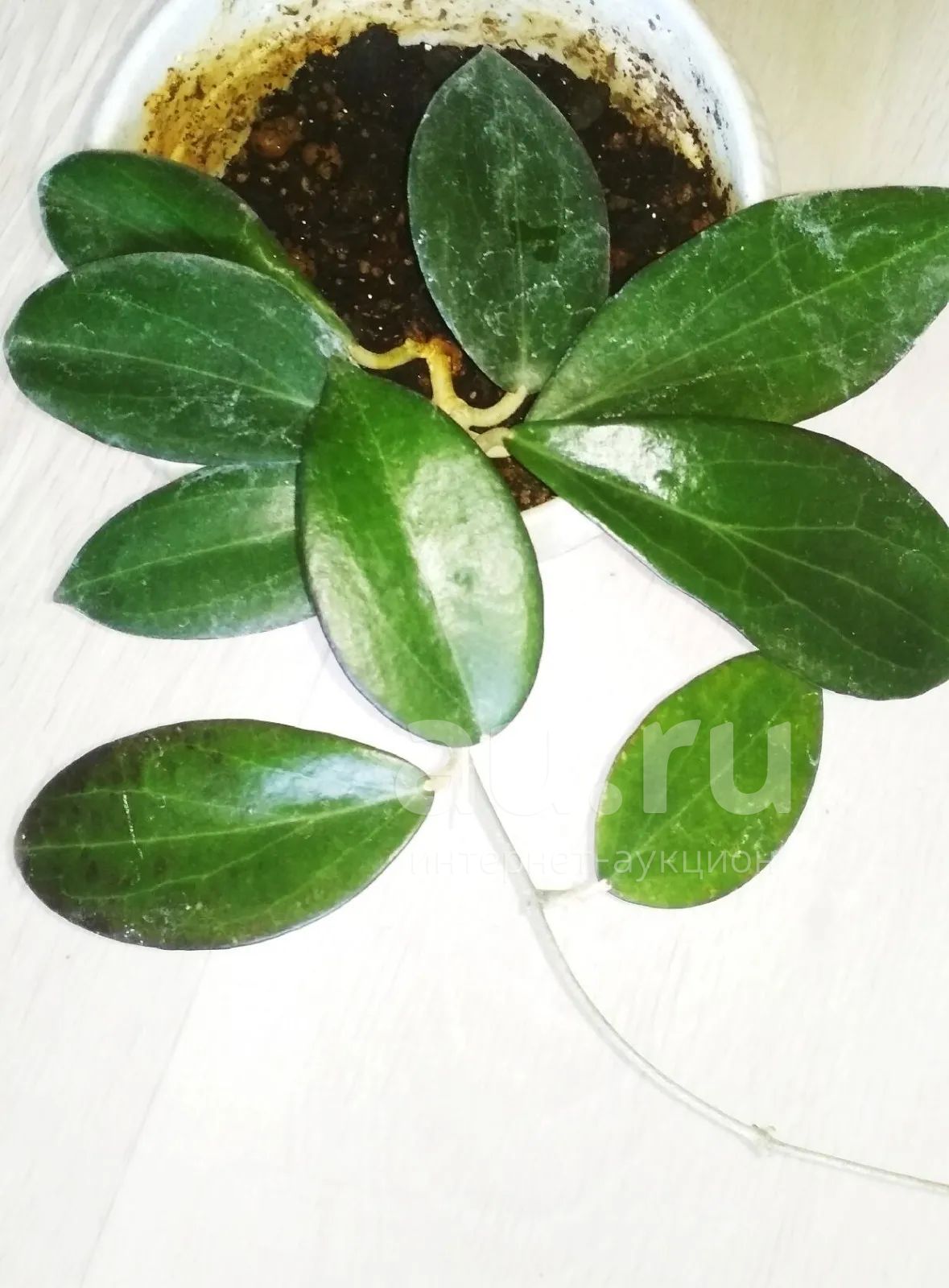 Хойя camphorifolia в горшке — купить в Красноярске. Горшечные растения ...