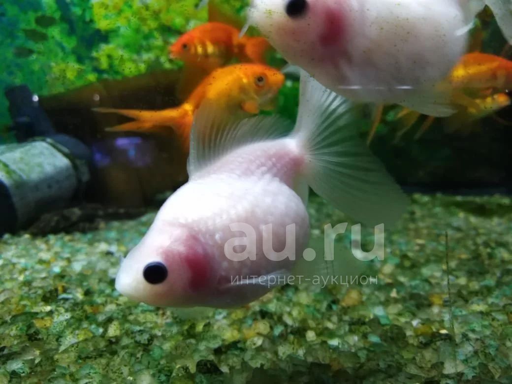 Золотая Рыбка Жемчужина Купить