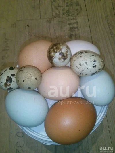 Купить Инкубационное Яйцо Кур В Воронеже