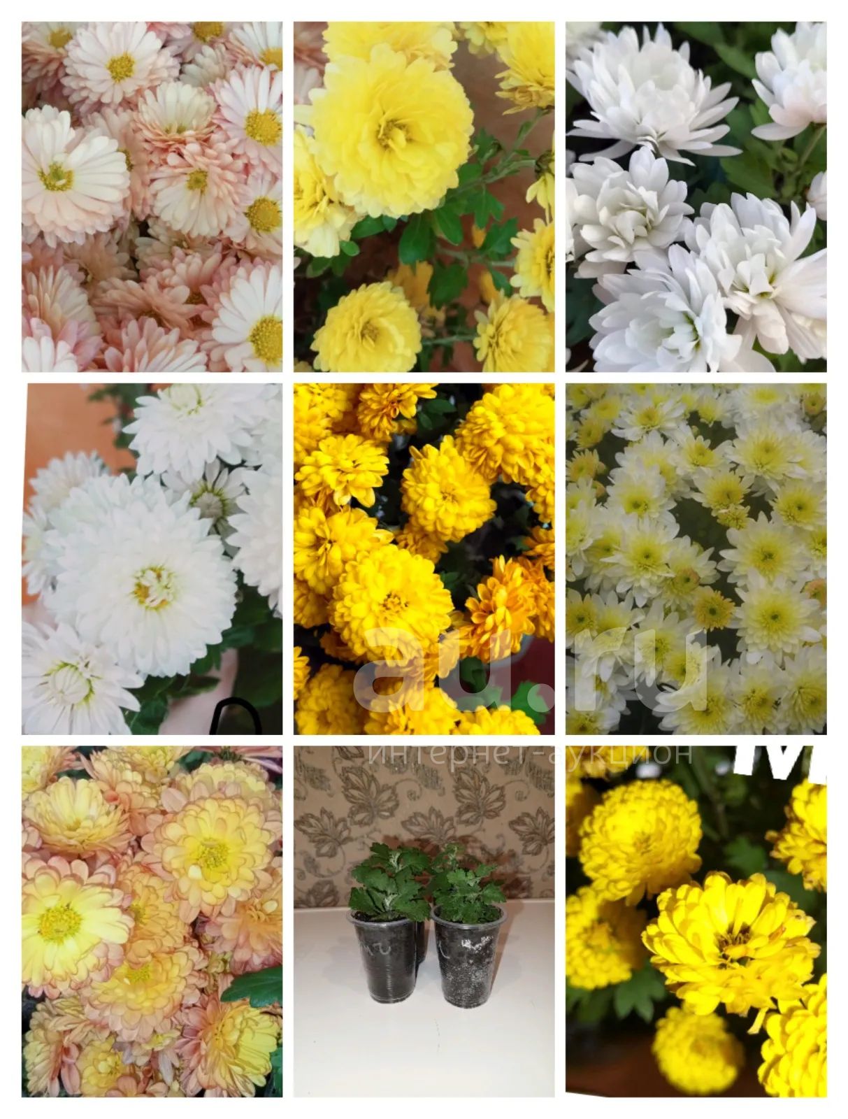 Хризантема мультифлора — купить в Красноярске. Садовые цветы на ...
