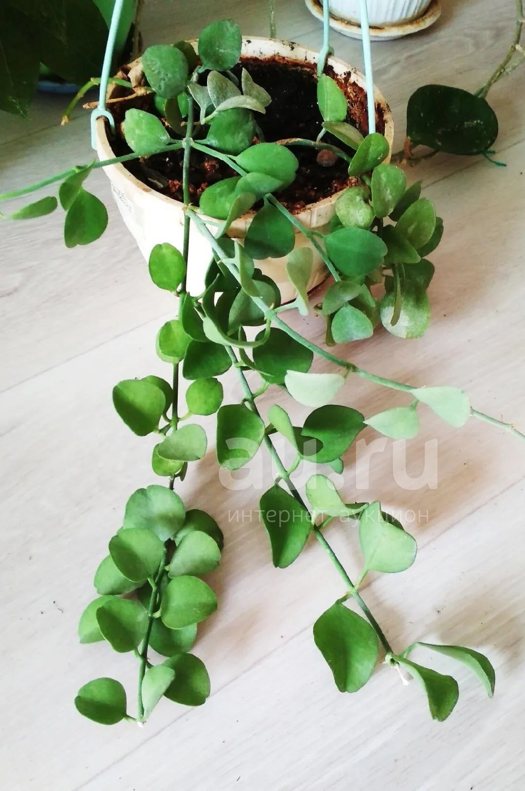 Дисхидия Сингулярис взрослая — купить в Красноярске. Горшечные растения ...