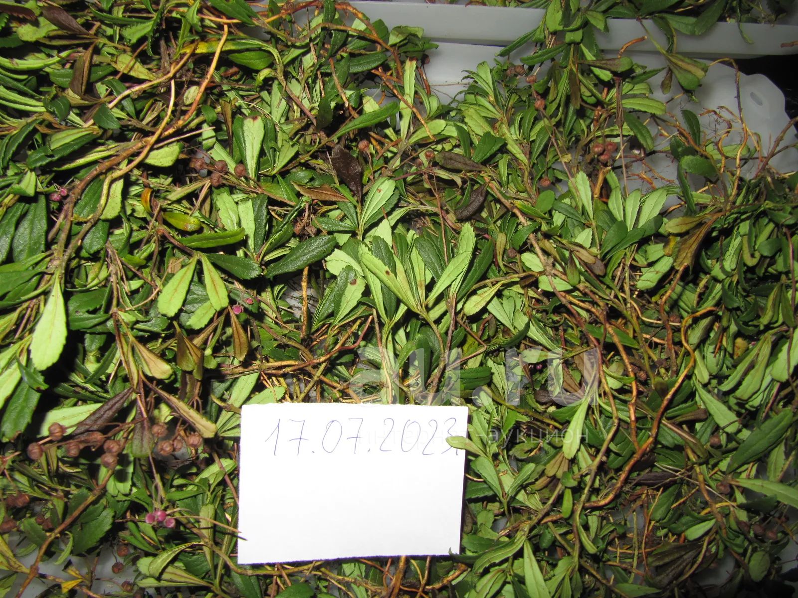 Зимолюбка Зонтичная (лат. Chimáphila umbelláta) 100г видео — купить в ...